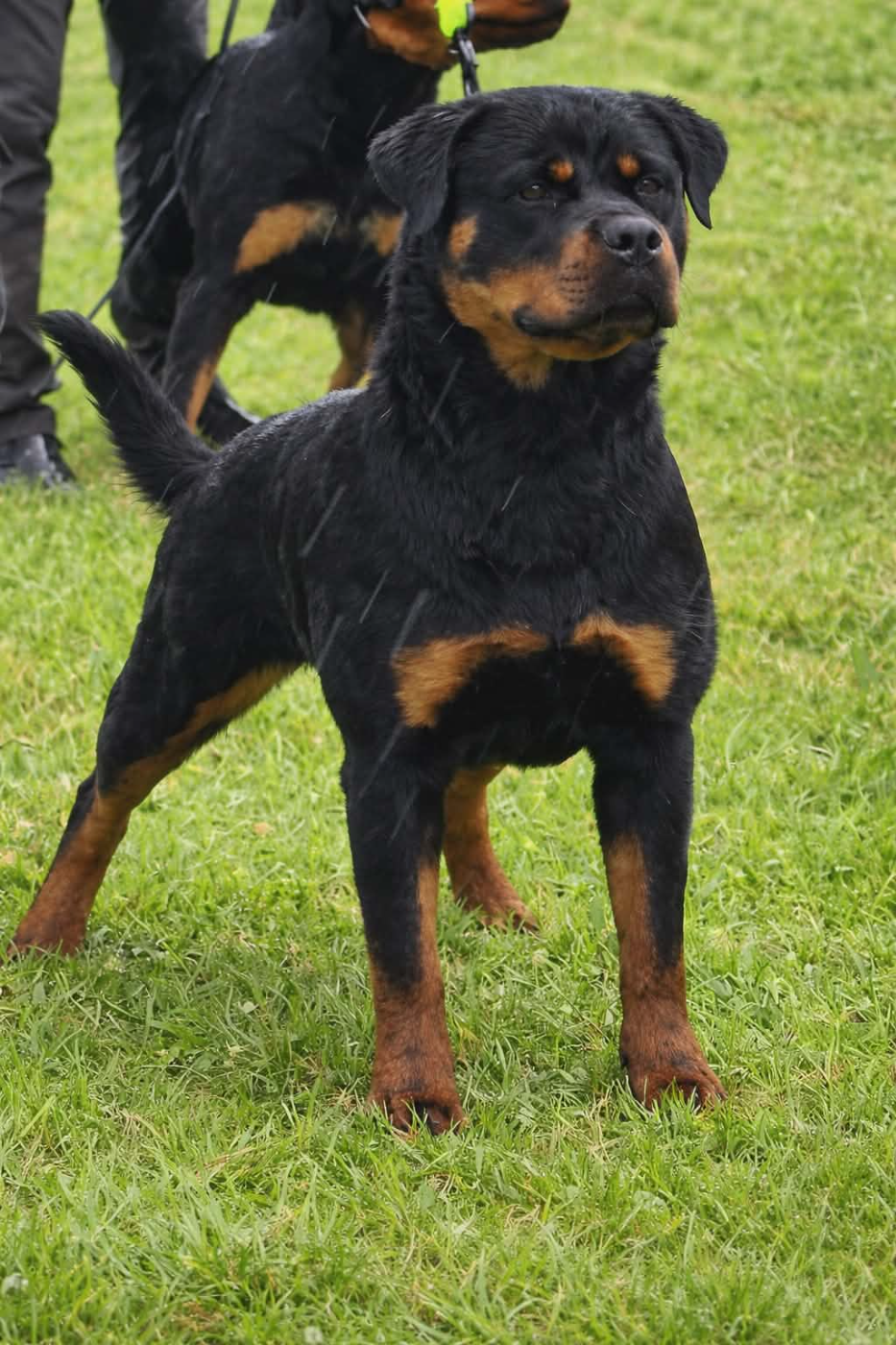 Legendarivs Canis ASHKA