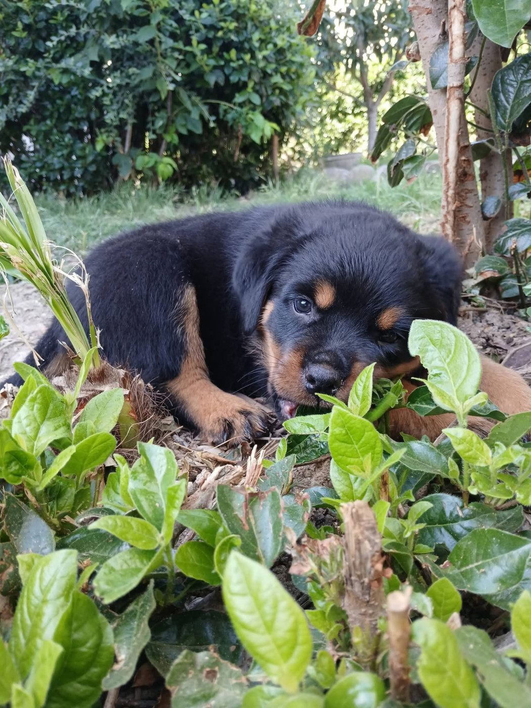 Des Volcans De Feu - Chiots disponibles - Rottweiler