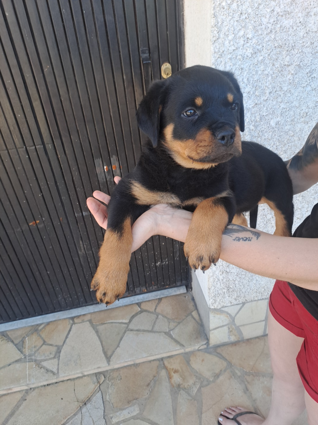 Des Volcans De Feu - Chiots disponibles - Rottweiler