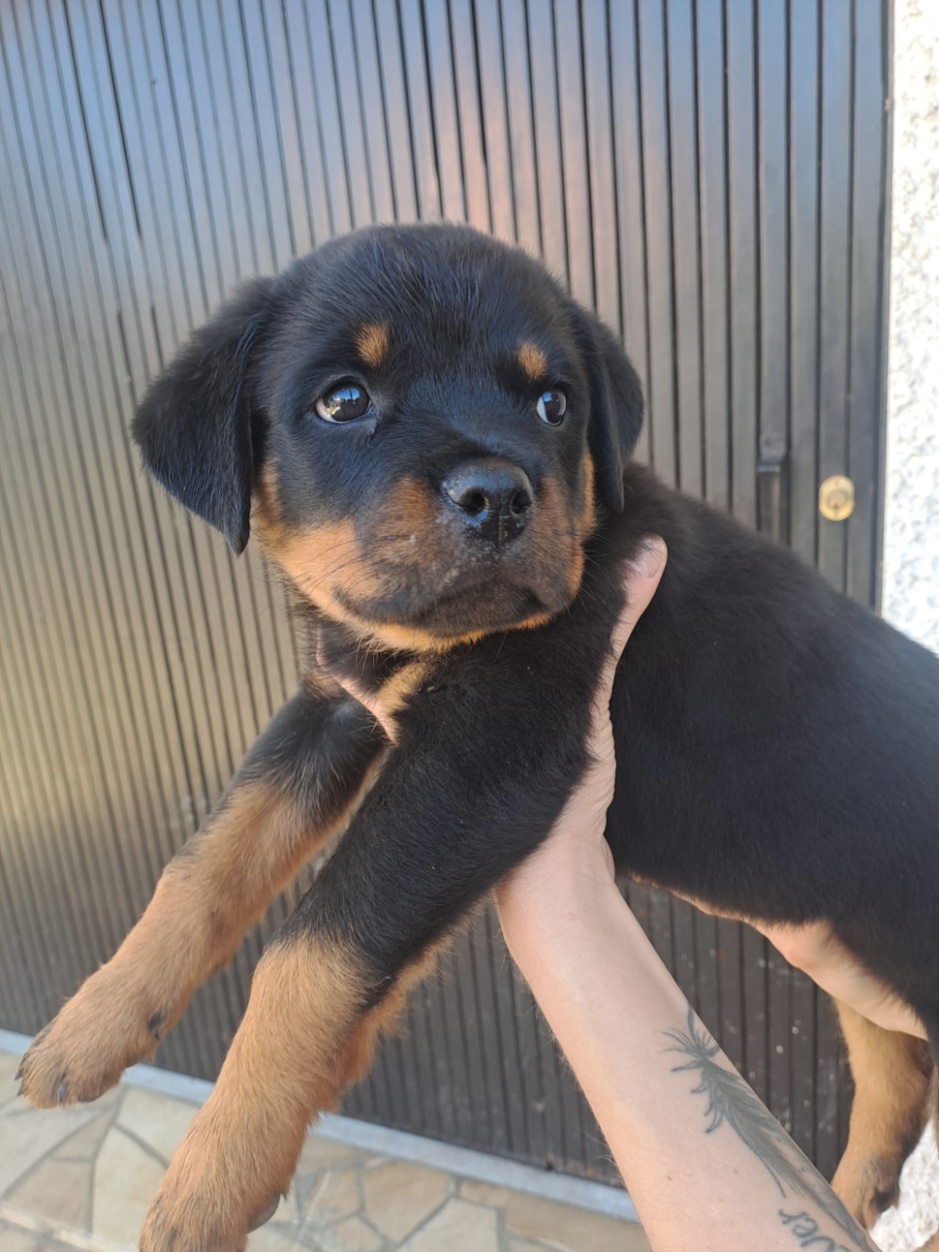 Des Volcans De Feu - Chiots disponibles - Rottweiler